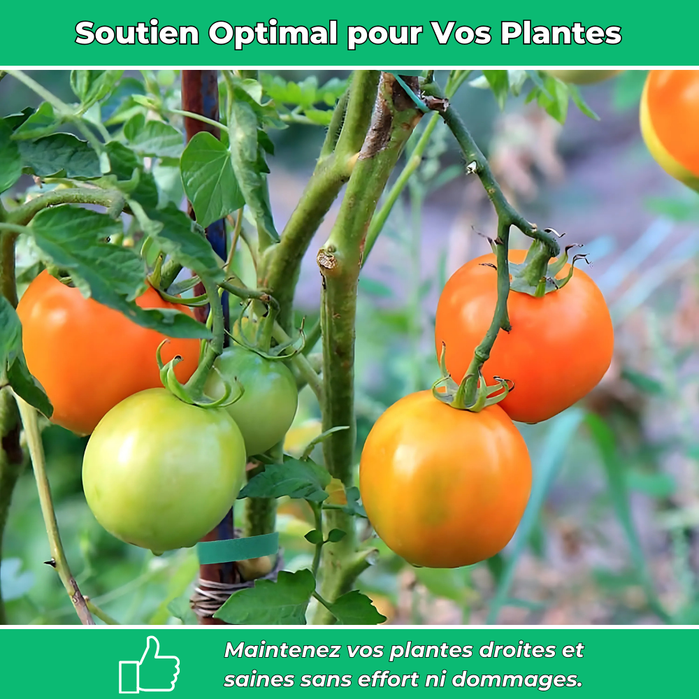 Fixations Ajustables pour Plantes – Soutien et Protection Optimale pour Croissance des Plantes